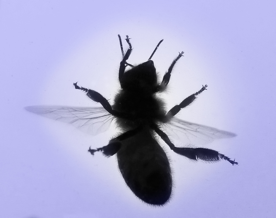 Click image for larger version

Name:	Bee on a window pane..jpg
Views:	11
Size:	274.4 KB
ID:	399521