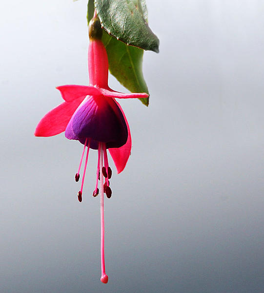 Click image for larger version

Name:	Fushia 2.jpg
Views:	67
Size:	388.9 KB
ID:	399553