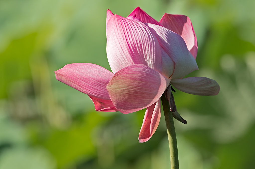 Click image for larger version

Name:	018-lotus.jpg
Views:	63
Size:	232.3 KB
ID:	400188