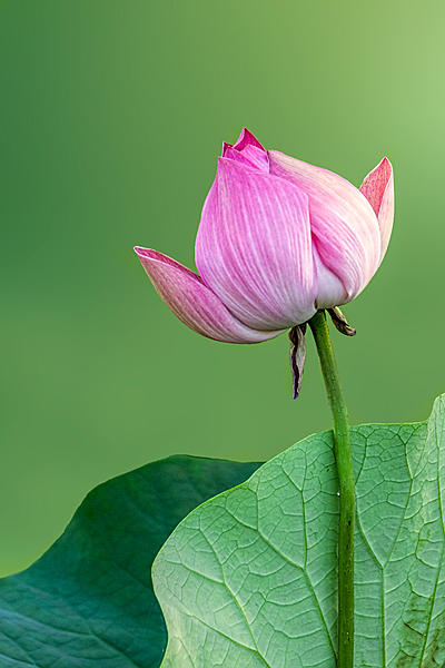 Click image for larger version

Name:	002-lotus.jpg
Views:	104
Size:	214.1 KB
ID:	400190