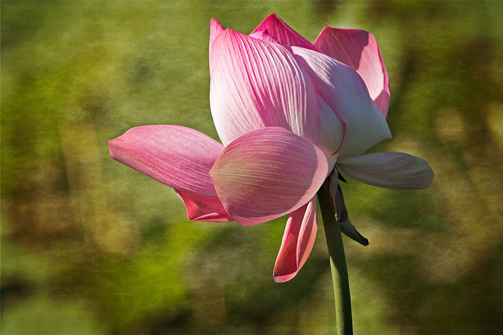 Click image for larger version

Name:	018-copy-lotus.jpg
Views:	77
Size:	233.5 KB
ID:	400197
