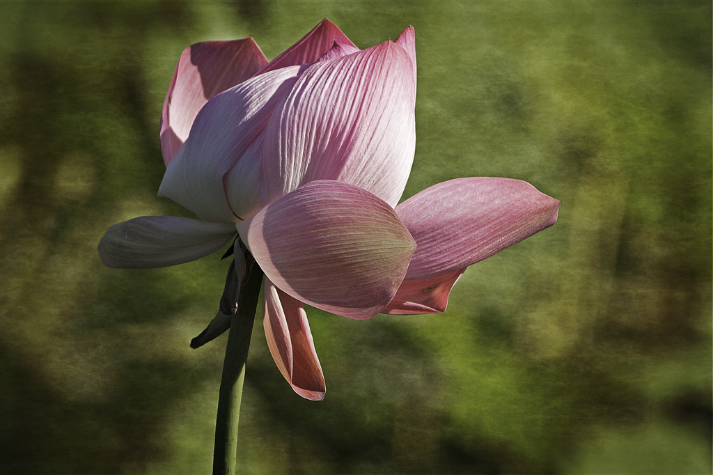 Click image for larger version

Name:	018-copy-lotus flipped.jpg
Views:	68
Size:	235.4 KB
ID:	400349