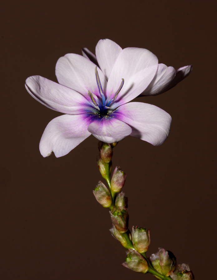 Click image for larger version

Name:	Ixia 1.jpg
Views:	25
Size:	355.9 KB
ID:	400569