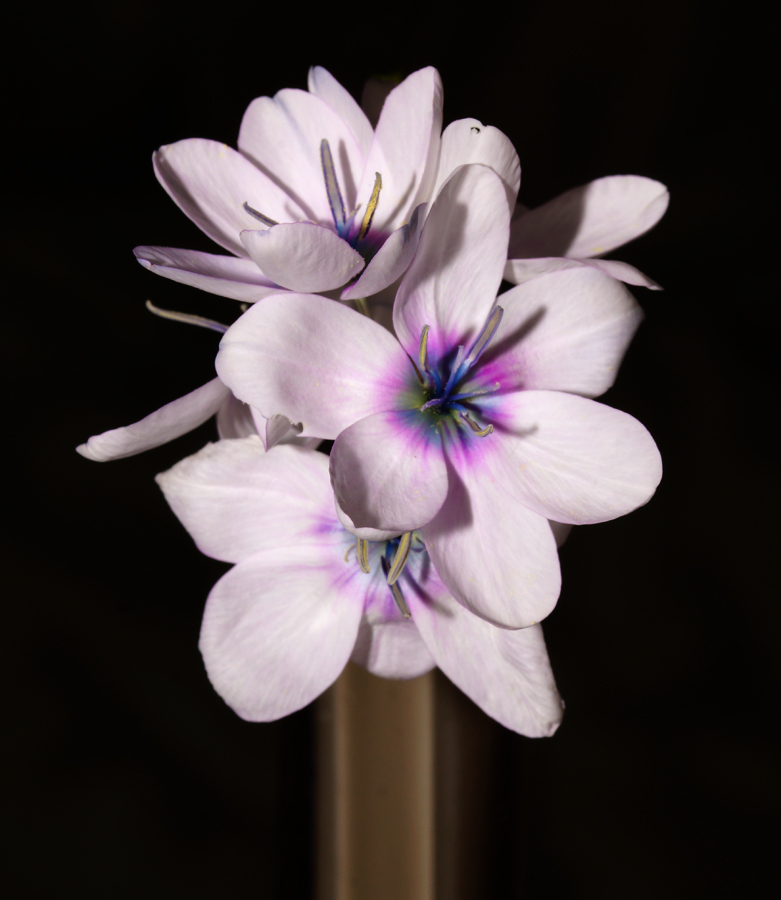 Click image for larger version

Name:	Ixia 2.jpg
Views:	24
Size:	326.0 KB
ID:	400570