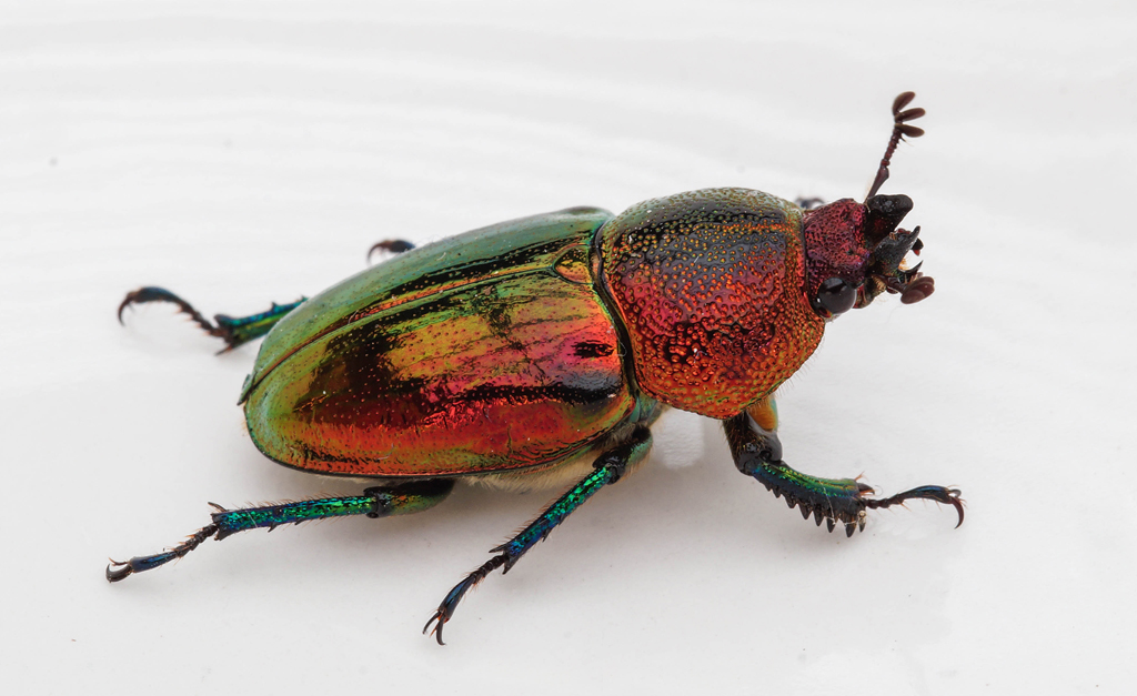 Click image for larger version

Name:	Beetle 1.jpg
Views:	42
Size:	385.0 KB
ID:	400781
