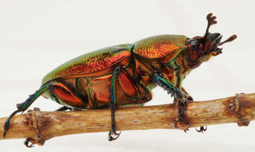 Click image for larger version

Name:	Beetle 2.jpg
Views:	44
Size:	454.5 KB
ID:	400782