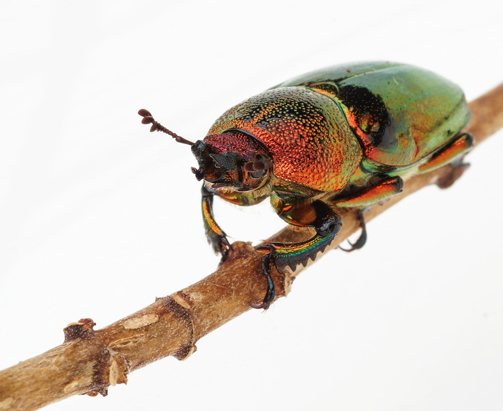 Click image for larger version

Name:	Beetle 3.jpg
Views:	36
Size:	447.1 KB
ID:	400783