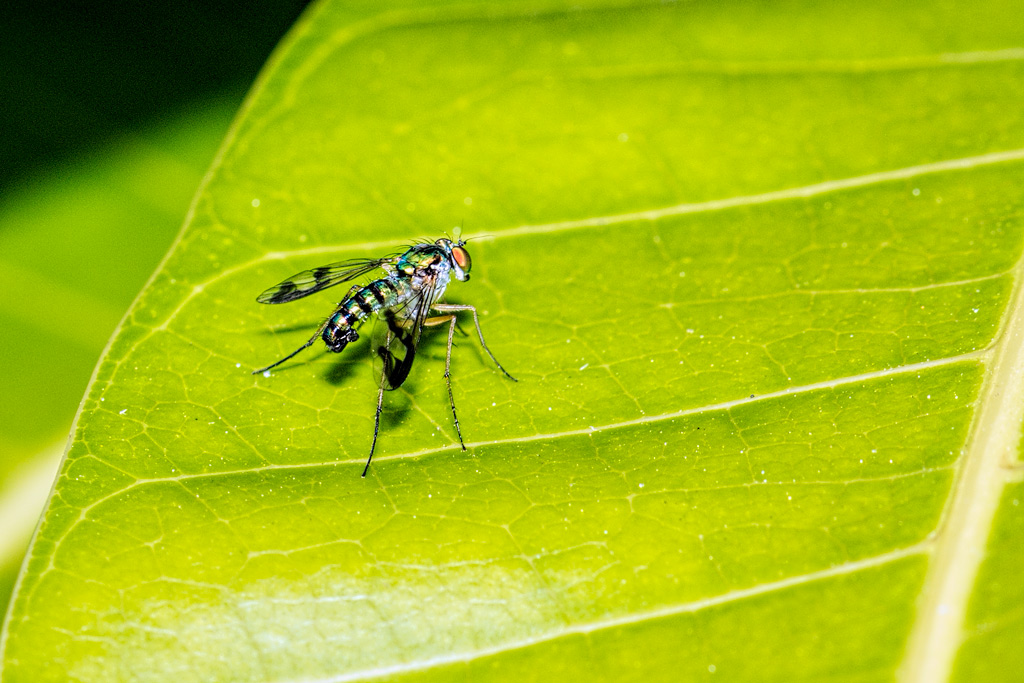Click image for larger version

Name:	009-Stilt-Fly.jpg
Views:	56
Size:	231.2 KB
ID:	401091