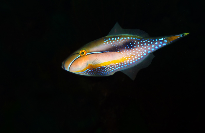Click image for larger version

Name:	Bridled Leatherjacket 2.jpg
Views:	25
Size:	130.0 KB
ID:	401179