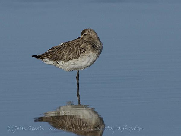 Click image for larger version

Name:	04-01 bar-tailed godwit1.jpg
Views:	80
Size:	69.5 KB
ID:	401723