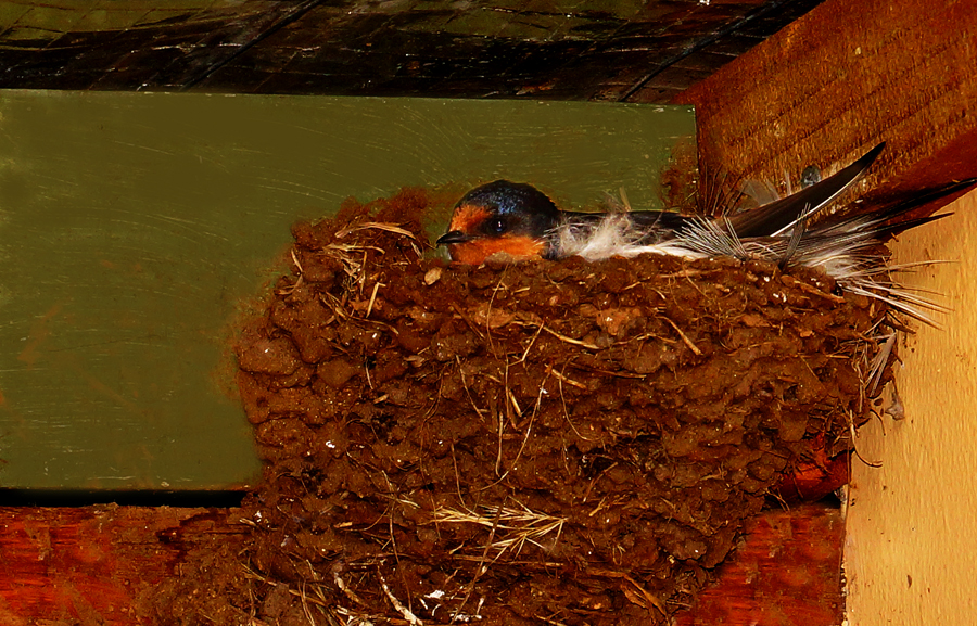 Click image for larger version

Name:	Nesting.jpg
Views:	26
Size:	681.6 KB
ID:	402298