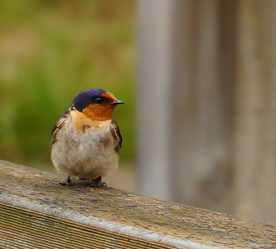 Click image for larger version

Name:	Swallow.jpg
Views:	27
Size:	759.1 KB
ID:	402299