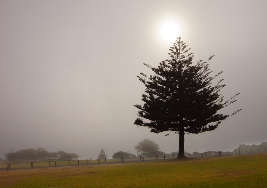 Click image for larger version

Name:	Bluff tree.jpg
Views:	32
Size:	366.9 KB
ID:	402644