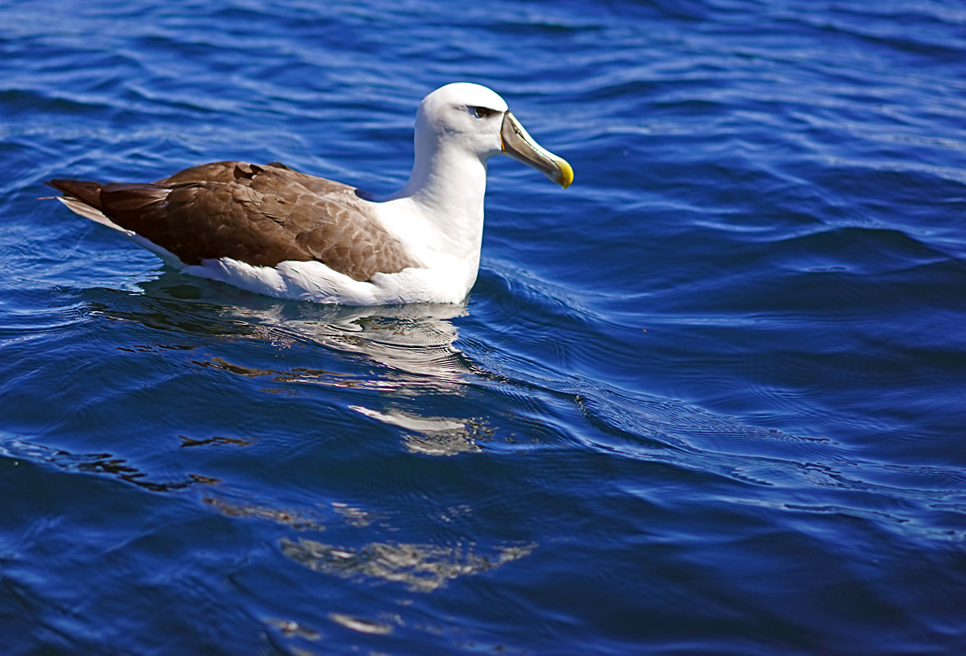Click image for larger version

Name:	Albatross 2.jpg
Views:	24
Size:	487.0 KB
ID:	402917