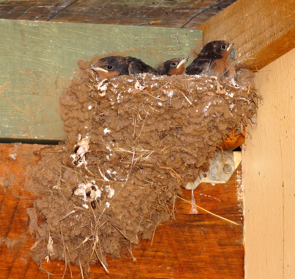 Click image for larger version

Name:	Baby Swallows.jpg
Views:	42
Size:	1.16 MB
ID:	403103
