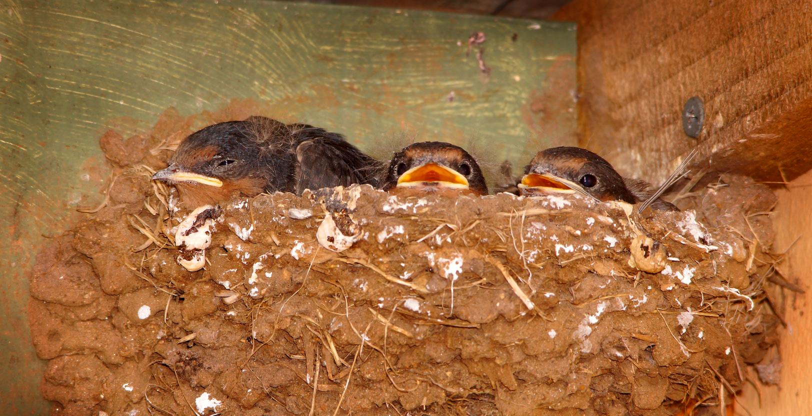 Click image for larger version

Name:	Baby swallows 2.jpg
Views:	38
Size:	242.7 KB
ID:	403104