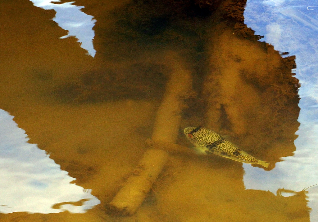 Click image for larger version

Name:	Puffer.jpg
Views:	35
Size:	581.5 KB
ID:	403291