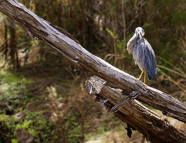 Click image for larger version

Name:	Heron.jpg
Views:	63
Size:	769.0 KB
ID:	403498