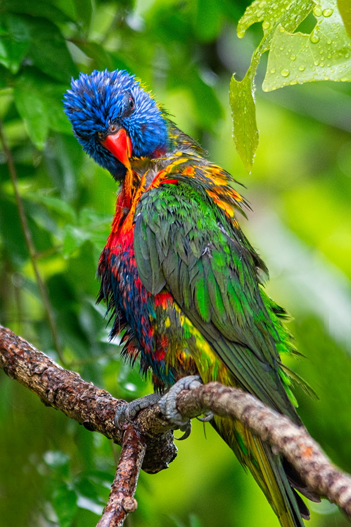 Click image for larger version

Name:	057-Lorikeet.jpg
Views:	25
Size:	241.9 KB
ID:	404311