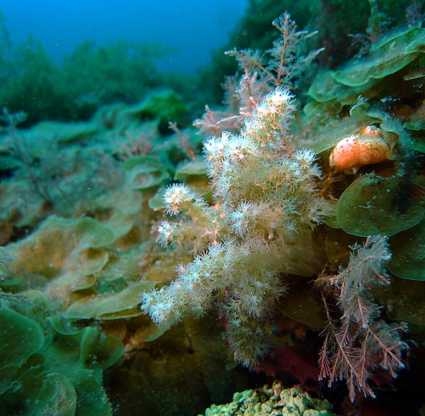 Click image for larger version

Name:	Soft coral..jpg
Views:	114
Size:	772.8 KB
ID:	404525
