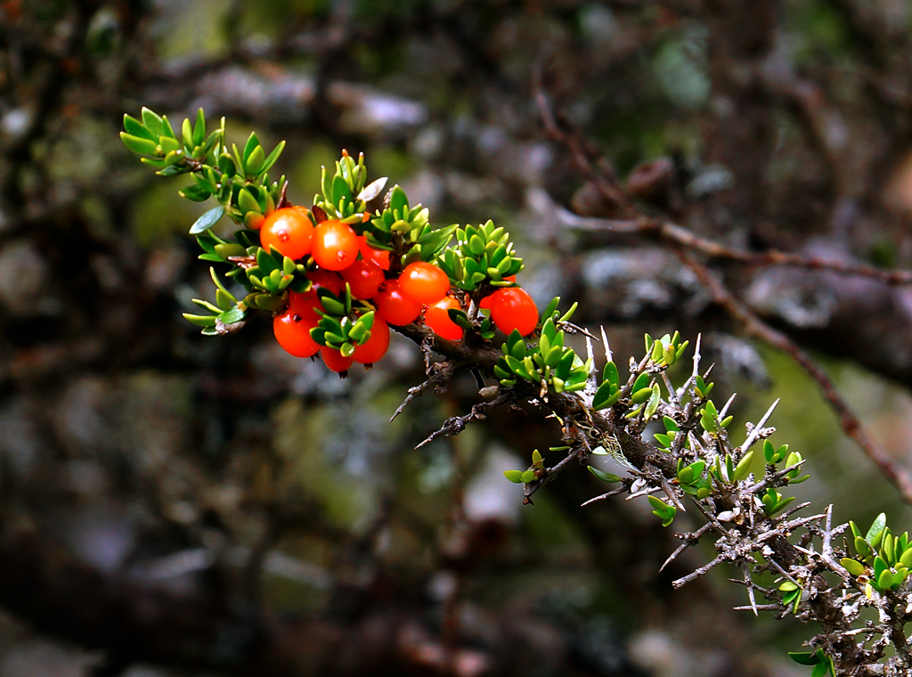 Click image for larger version

Name:	Mountain fruits.jpg
Views:	58
Size:	688.0 KB
ID:	405412