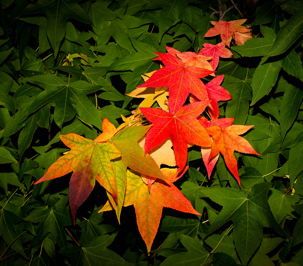 Click image for larger version

Name:	leaves.jpg
Views:	58
Size:	1.02 MB
ID:	406079