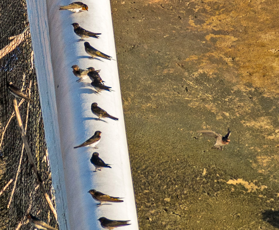 Click image for larger version

Name:	welcome-swallows.jpg
Views:	31
Size:	241.0 KB
ID:	406350