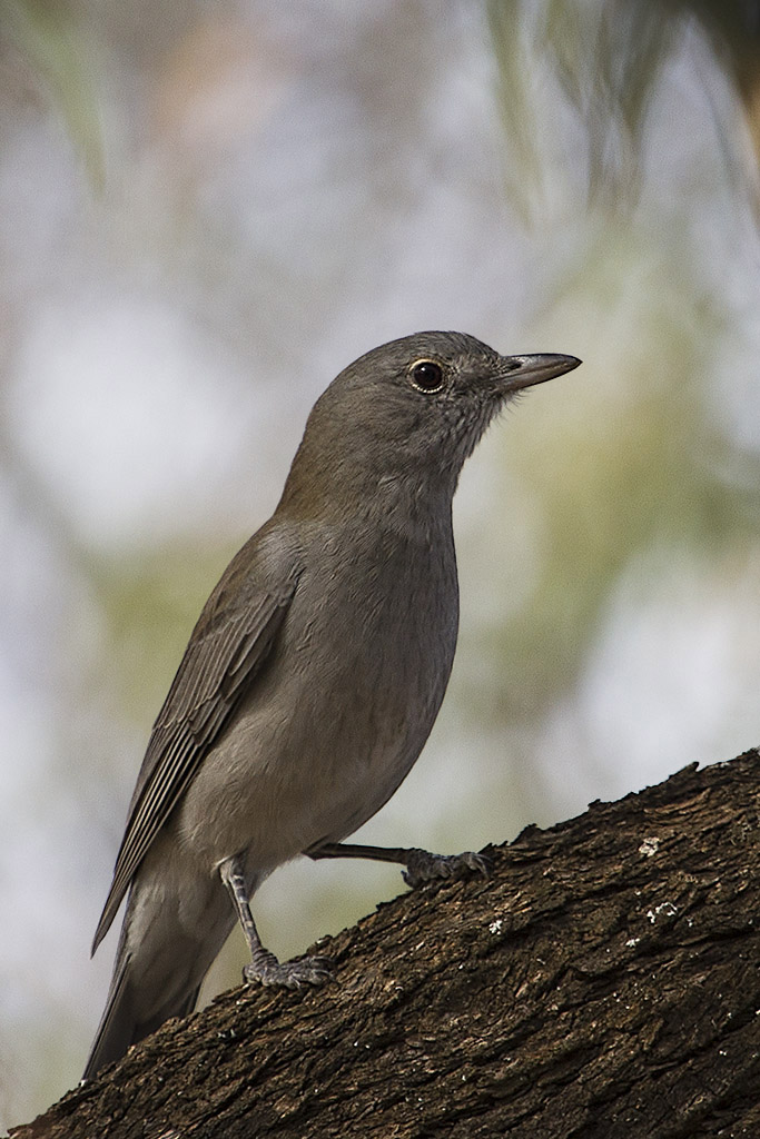 Click image for larger version

Name:	Gilberts Whistler - Female.jpg
Views:	41
Size:	219.1 KB
ID:	407005