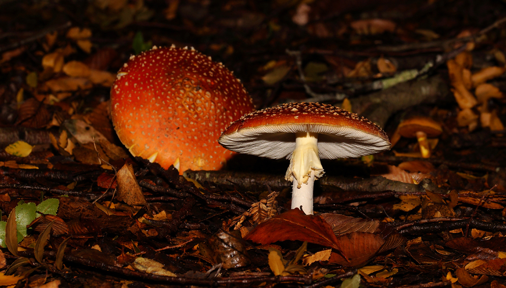 Click image for larger version

Name:	Fallen toad 2.jpg
Views:	26
Size:	581.4 KB
ID:	407213