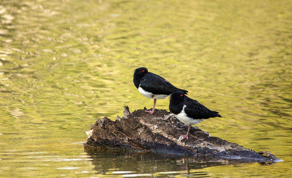 Click image for larger version

Name:	Oystercatchers.jpg
Views:	24
Size:	631.5 KB
ID:	407505