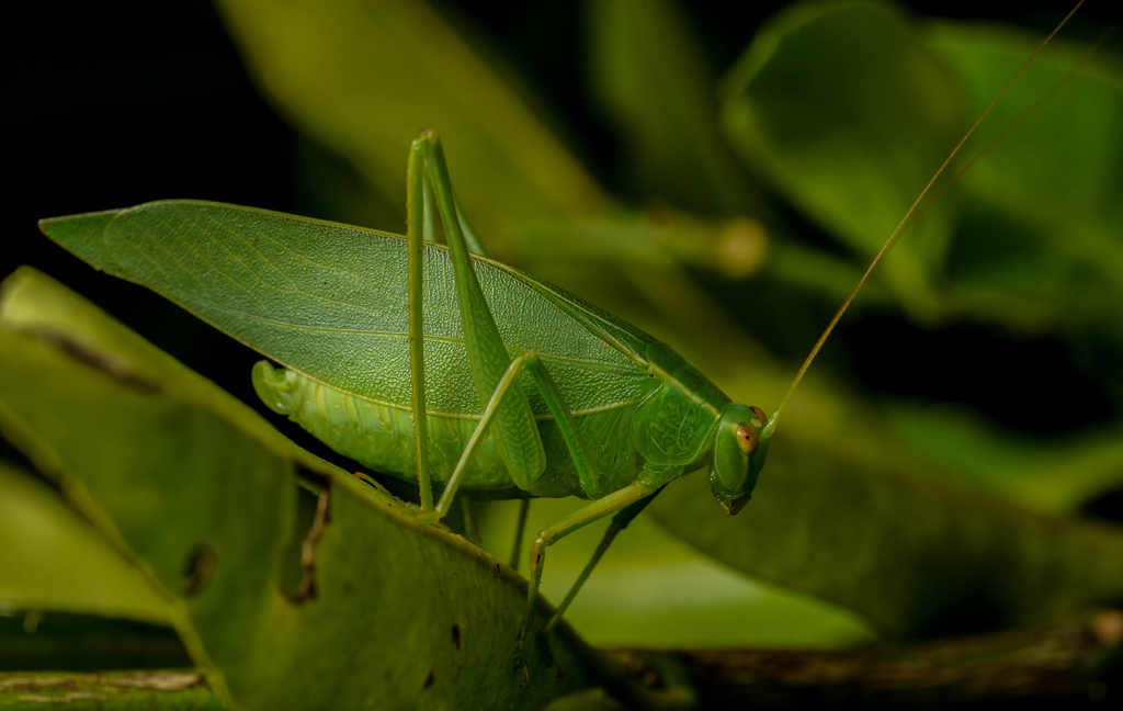 Click image for larger version

Name:	Cricket.jpg
Views:	211
Size:	372.6 KB
ID:	407833