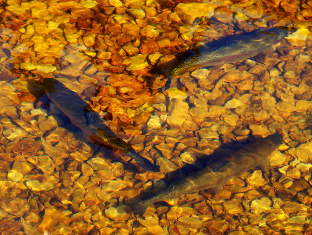 Click image for larger version

Name:	Trout.jpg
Views:	37
Size:	980.2 KB
ID:	408678
