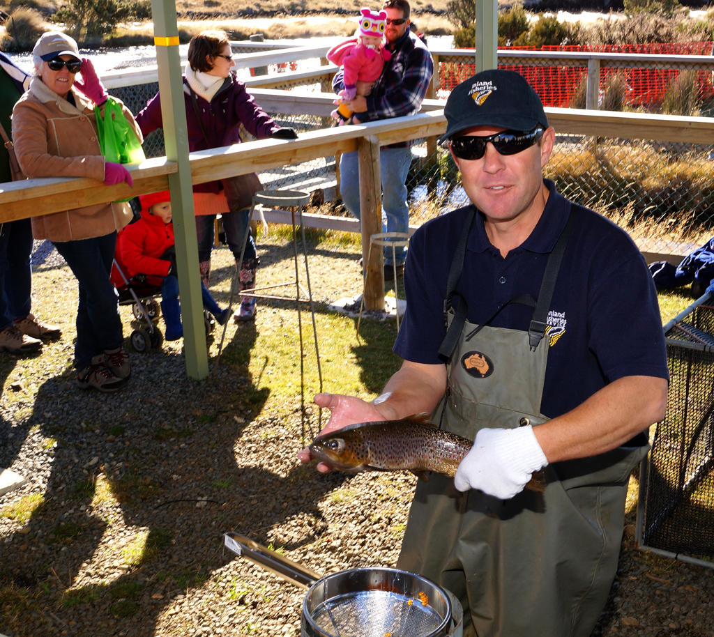 Click image for larger version

Name:	Stripping trout.jpg
Views:	36
Size:	1.09 MB
ID:	408679