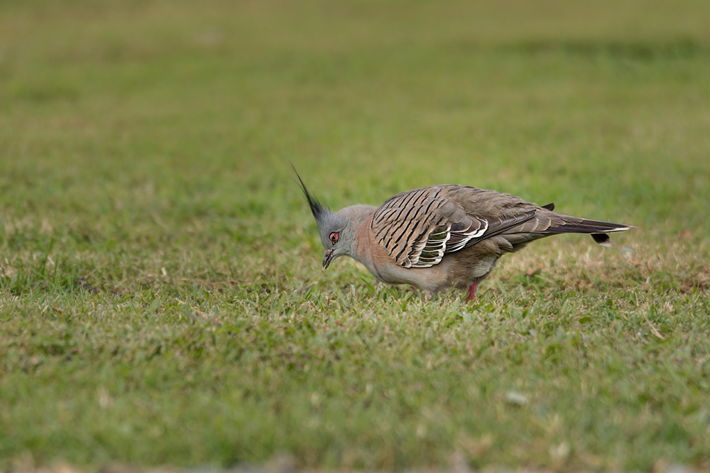 Click image for larger version

Name:	_DSC5756.jpg
Views:	27
Size:	241.7 KB
ID:	410375