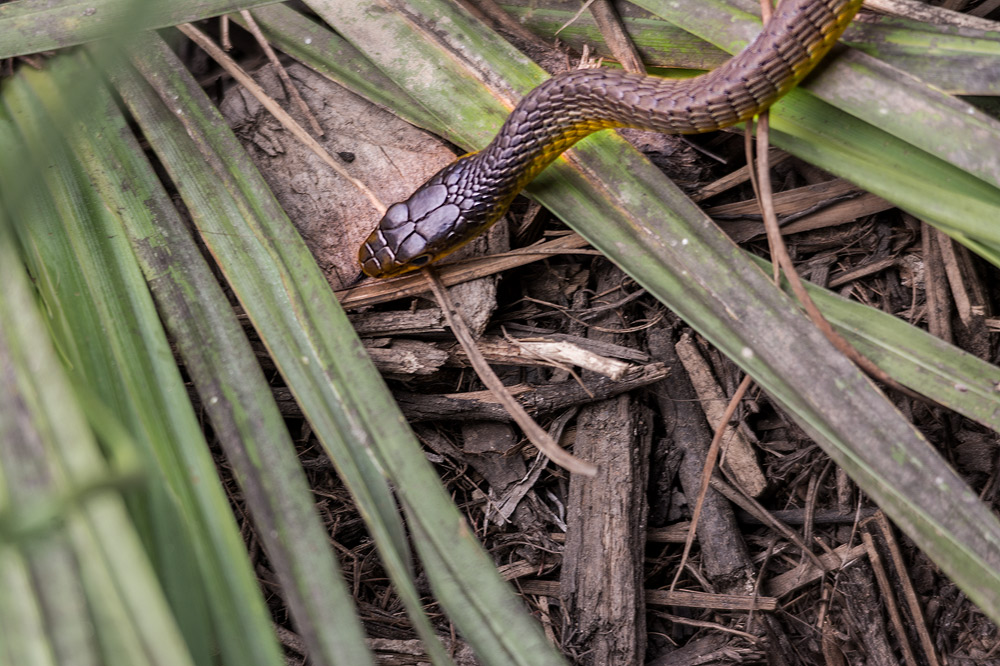 Click image for larger version

Name:	Slithery-snake-2.jpg
Views:	33
Size:	240.0 KB
ID:	412133