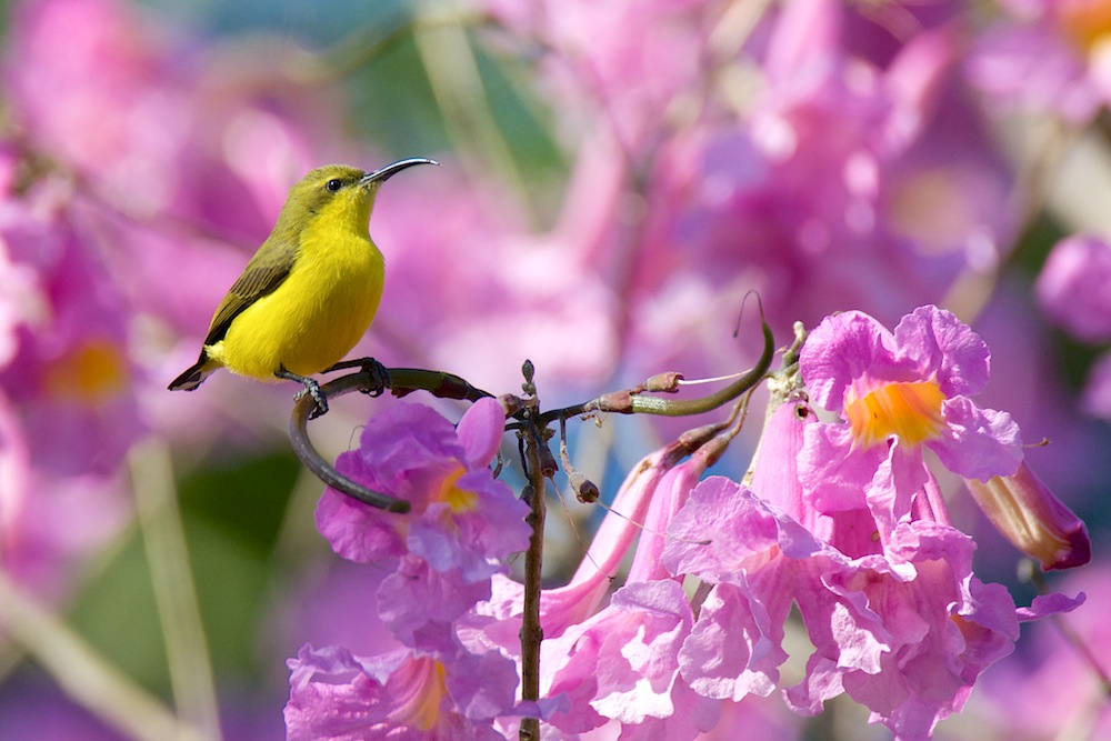 Click image for larger version

Name:	DSC_2240.jpg
Views:	47
Size:	166.0 KB
ID:	412336