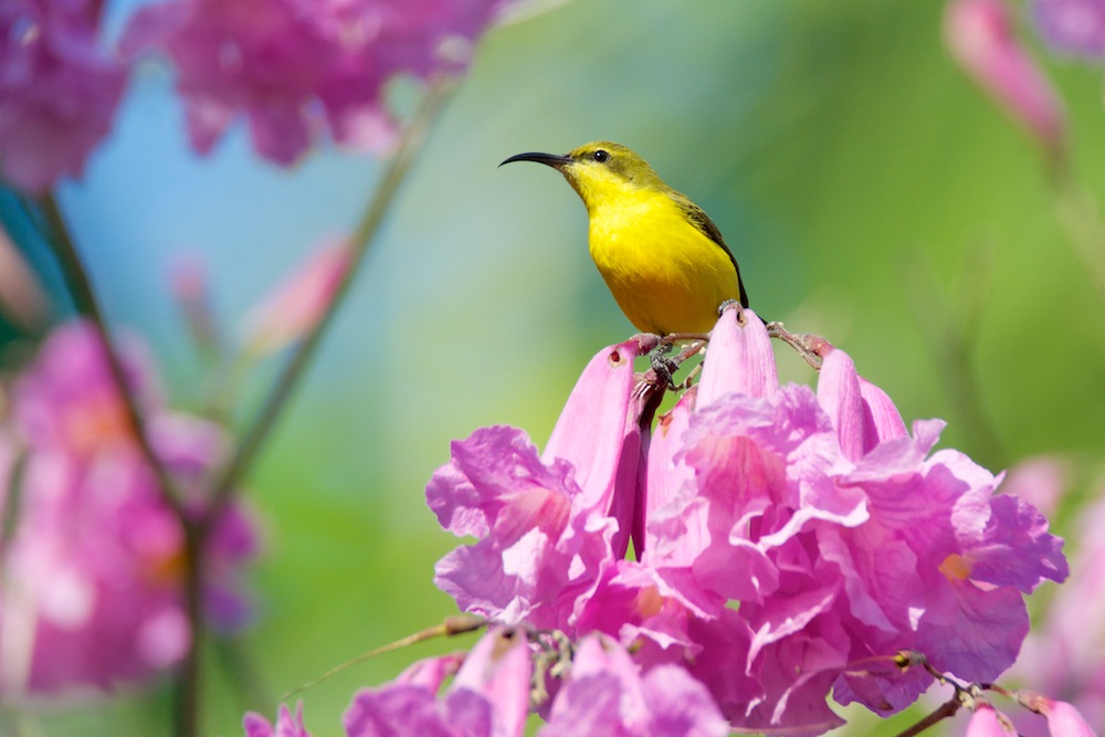 Click image for larger version

Name:	DSC_2249.jpg
Views:	52
Size:	127.2 KB
ID:	412337