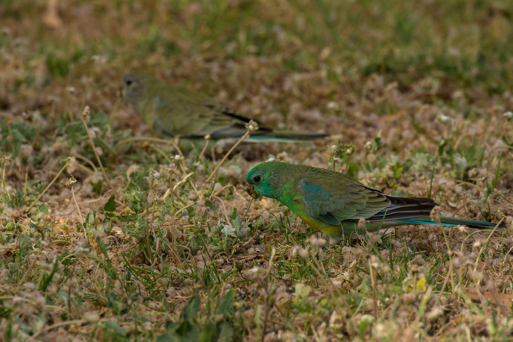 Click image for larger version

Name:	_DSC8410.jpg
Views:	61
Size:	218.0 KB
ID:	412749