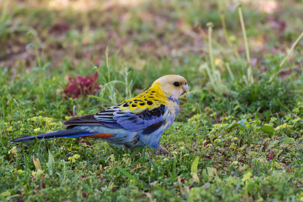 Click image for larger version

Name:	_DSC7777.jpg
Views:	58
Size:	194.3 KB
ID:	412751