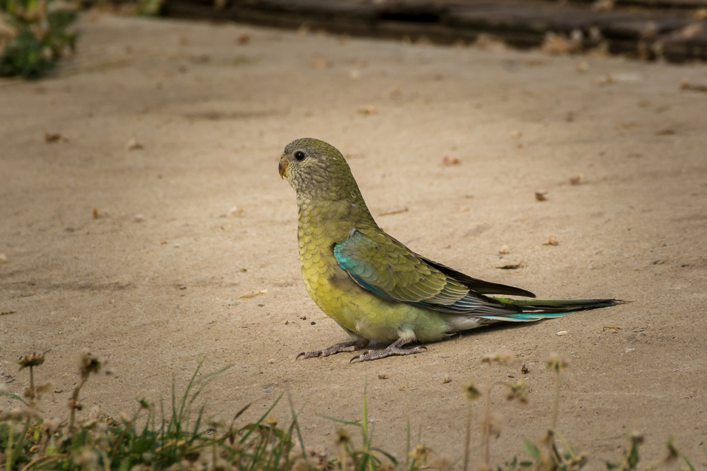 Click image for larger version

Name:	_DSC8396.jpg
Views:	51
Size:	215.6 KB
ID:	412752