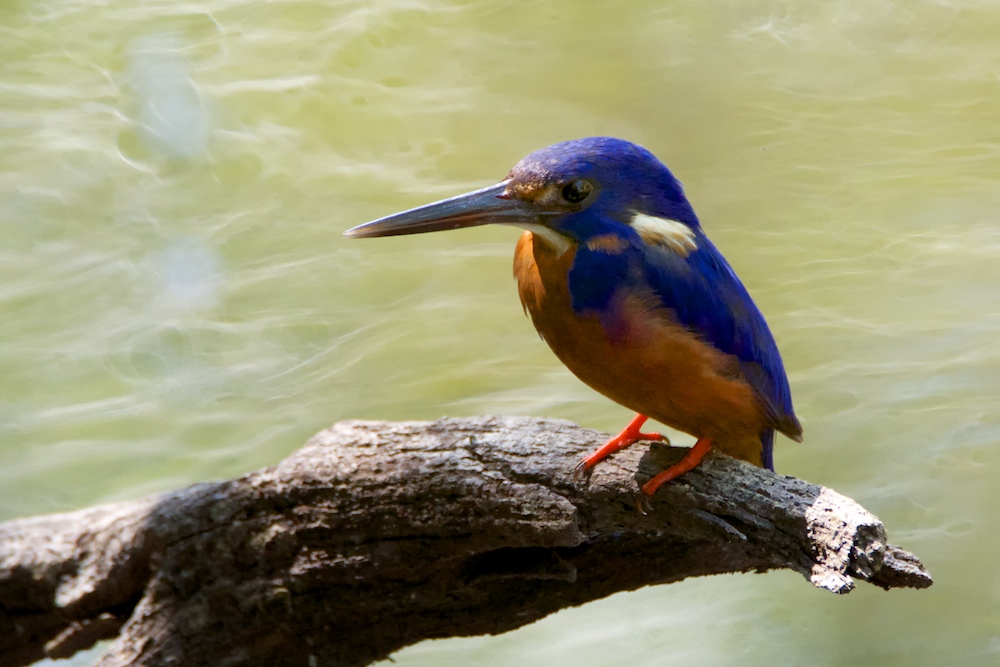 Click image for larger version

Name:	DSC_2893.jpg
Views:	30
Size:	193.2 KB
ID:	413461
