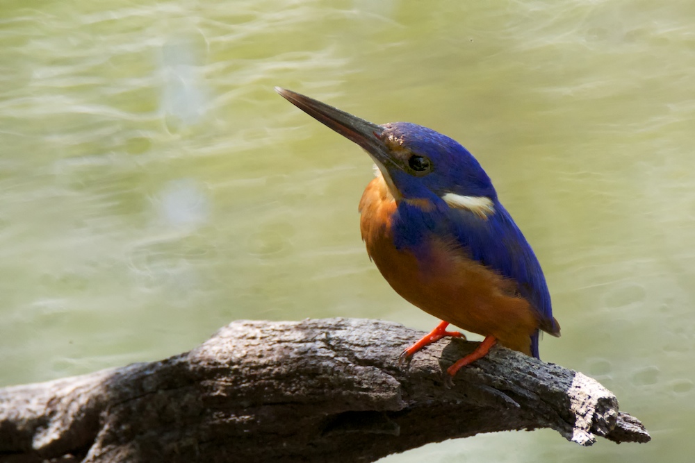 Click image for larger version

Name:	DSC_2900.jpg
Views:	25
Size:	180.4 KB
ID:	413462