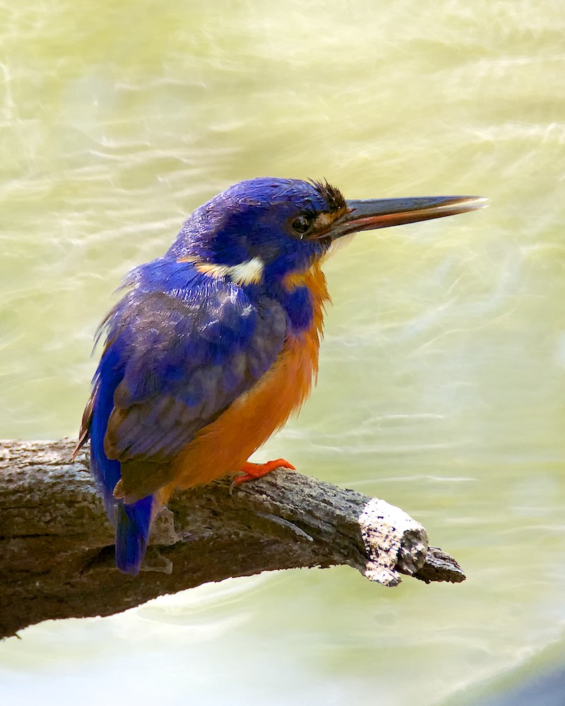 Click image for larger version

Name:	DSC_2967.jpg
Views:	29
Size:	152.2 KB
ID:	413464