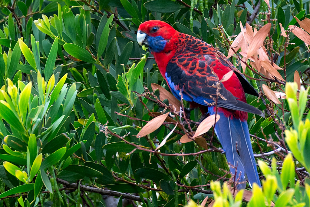 Click image for larger version

Name:	_DSC0343.jpg
Views:	20
Size:	240.6 KB
ID:	413565