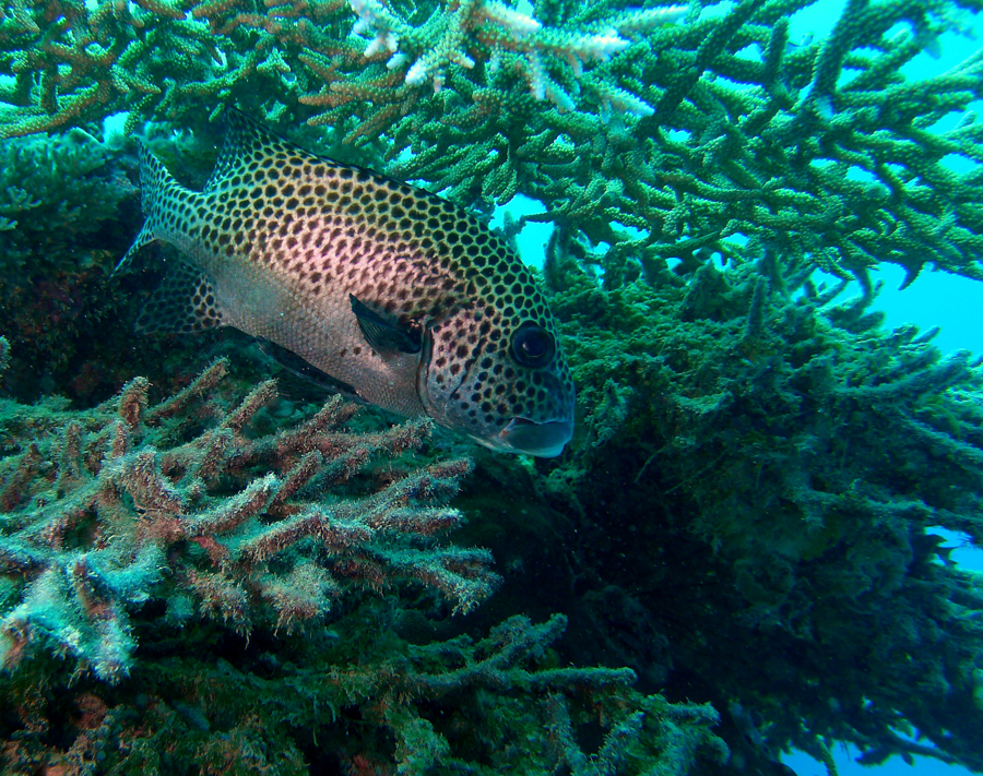 Click image for larger version

Name:	Spotted Sweetlip.jpg
Views:	84
Size:	928.8 KB
ID:	415532