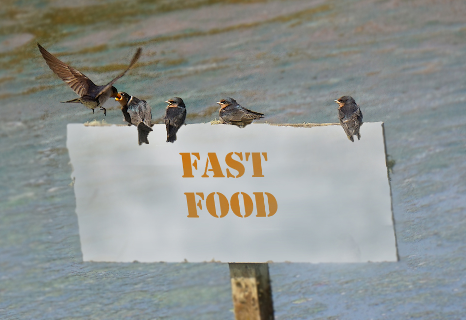 Click image for larger version

Name:	Fast food.jpg
Views:	63
Size:	301.7 KB
ID:	416116