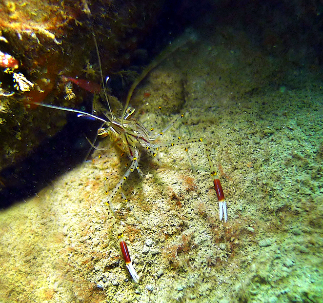 Click image for larger version

Name:	Shrimp2.jpg
Views:	27
Size:	623.7 KB
ID:	417611