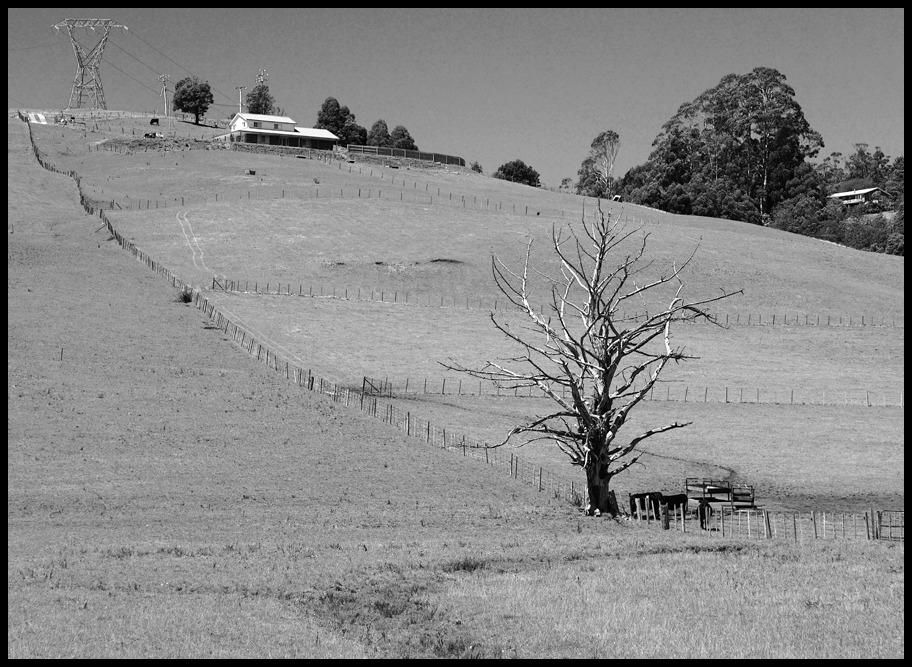 Click image for larger version

Name:	Dead tree 1.jpg
Views:	31
Size:	222.0 KB
ID:	418875