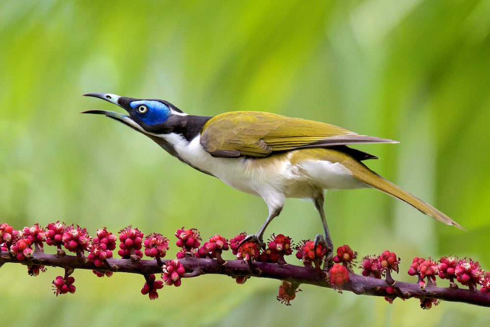 Click image for larger version

Name:	ironwood-bluefacedhoneyeater-E.jpg
Views:	35
Size:	353.4 KB
ID:	419701