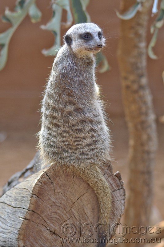 Click image for larger version

Name:	Meerkat on Log - Small.jpg
Views:	34
Size:	102.6 KB
ID:	419829
